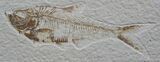 Knightia Fossil Fish #818-1